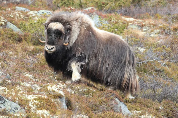 Muskox en el parque nacional Dovrefjell, Noruega —  Fotos de Stock