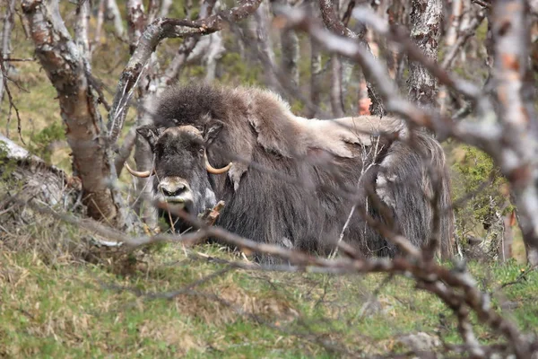 Muskox στο εθνικό πάρκο Dovrefjell, Νορβηγία — Φωτογραφία Αρχείου