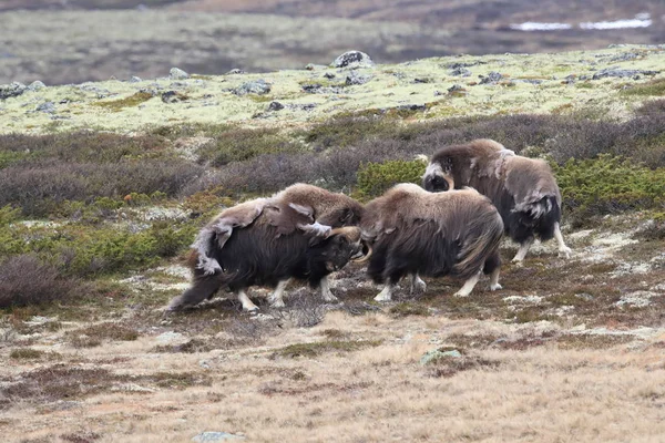 Muskox στο εθνικό πάρκο Dovrefjell, Νορβηγία — Φωτογραφία Αρχείου