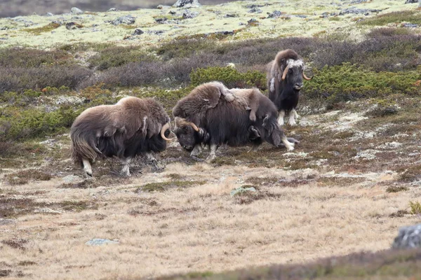 Boeuf musqué dans le parc national de Dovrefjell, Norvège — Photo