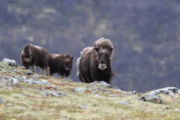 Muskox στο εθνικό πάρκο Dovrefjell, Νορβηγία — Φωτογραφία Αρχείου