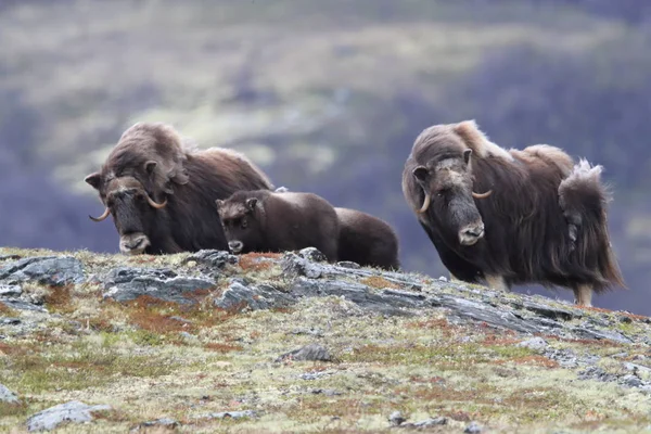 Muskox v Národním parku Dovrefjell, Norsko — Stock fotografie