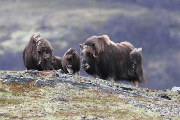 Muskox in Dovrefjell national park, Norway — 스톡 사진