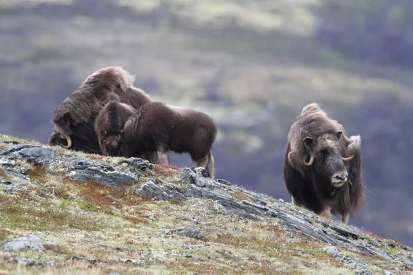 Muskox in Dovrefjell national park, Norway — 图库照片