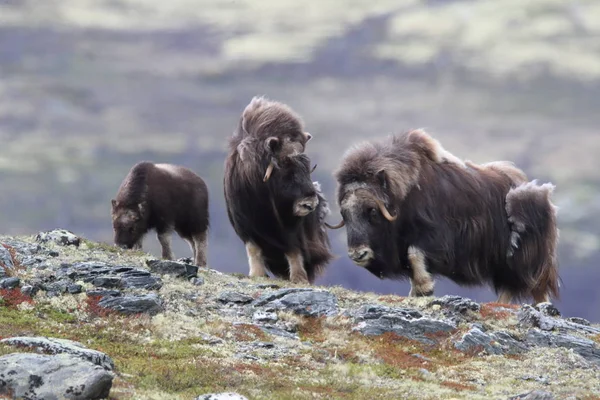 Muskox en el parque nacional Dovrefjell, Noruega — Foto de Stock