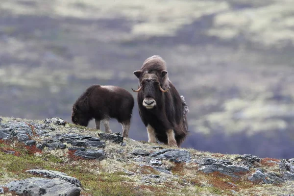 Мускокс в национальном парке Доврефьель, Норвегия — стоковое фото