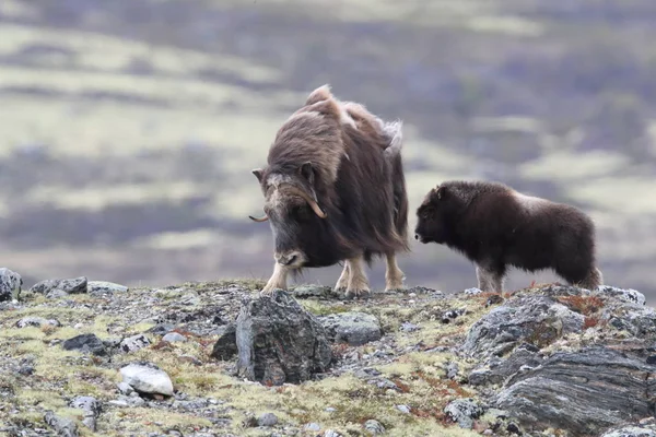 Muskox in Dovrefjell national park, Norway — 图库照片