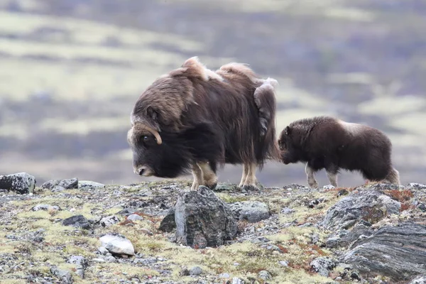 Muskox στο εθνικό πάρκο Dovrefjell, Νορβηγία — Φωτογραφία Αρχείου