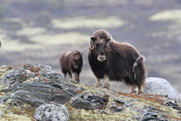 Boeuf musqué dans le parc national de Dovrefjell, Norvège — Photo