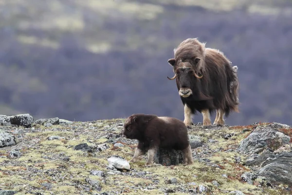 Muskox στο εθνικό πάρκο Dovrefjell, Νορβηγία — Φωτογραφία Αρχείου