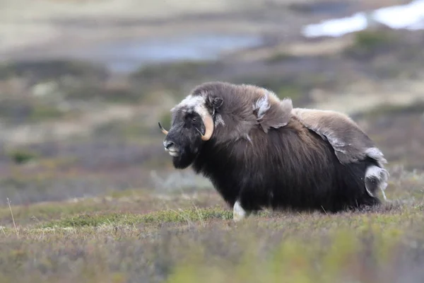 Muskox in Dovrefjell national park, Norway — 图库照片