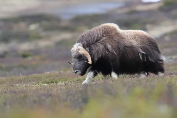 Muskox en el parque nacional Dovrefjell, Noruega —  Fotos de Stock