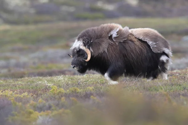 Muskox στο εθνικό πάρκο Dovrefjell, Νορβηγία — Φωτογραφία Αρχείου