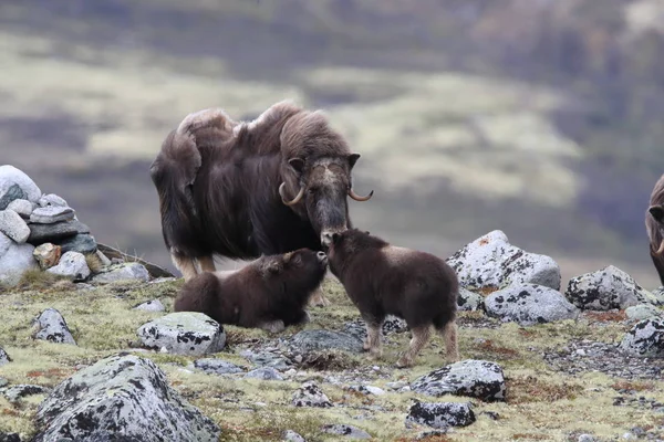 Muskox en el parque nacional Dovrefjell, Noruega — Foto de Stock