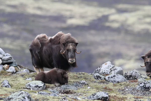 Muskox in Dovrefjell national park, Norway — 图库照片