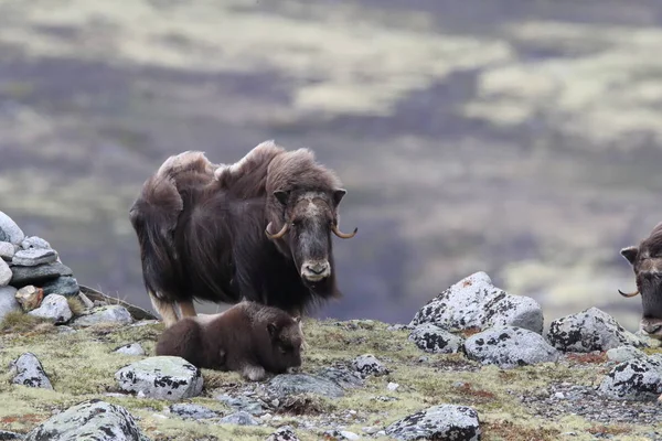 Muskox v Národním parku Dovrefjell, Norsko — Stock fotografie