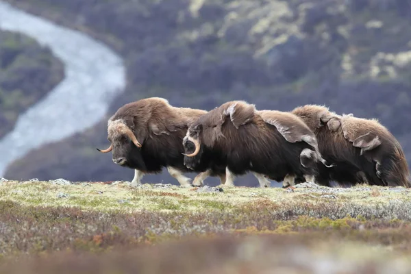 Muskox in Dovrefjell national park, Norway — 图库照片