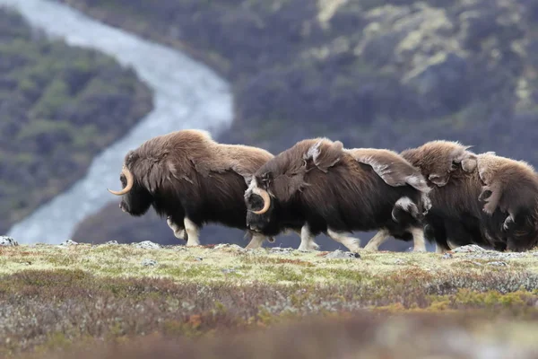 Muskox em Dovrefjell National Park, Noruega — Fotografia de Stock