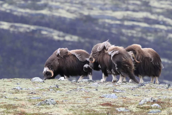 Muskox en el parque nacional Dovrefjell, Noruega — Foto de Stock