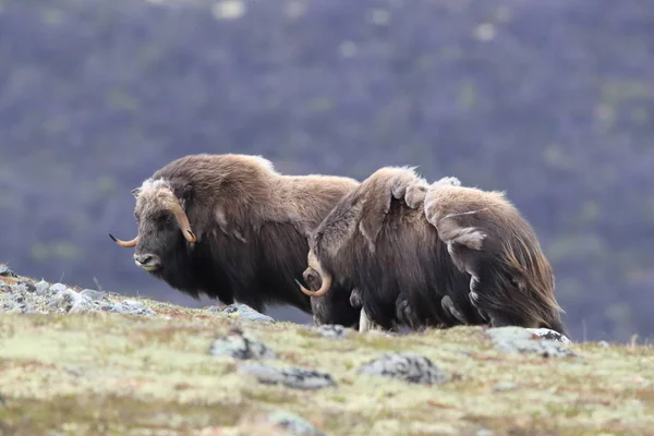 Muskox v Národním parku Dovrefjell, Norsko — Stock fotografie