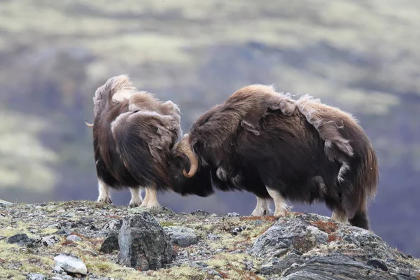 Muskox in Dovrefjell national park, Norway — 图库照片