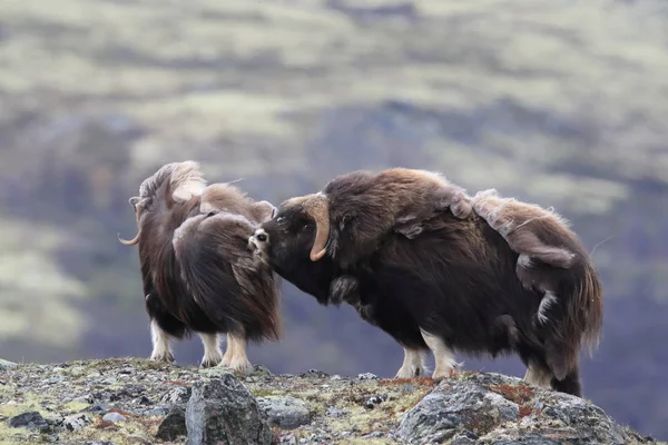 Muskox στο εθνικό πάρκο Dovrefjell, Νορβηγία — Φωτογραφία Αρχείου