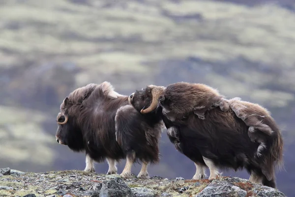 Muskox in Dovrefjell national park, Norway — 스톡 사진