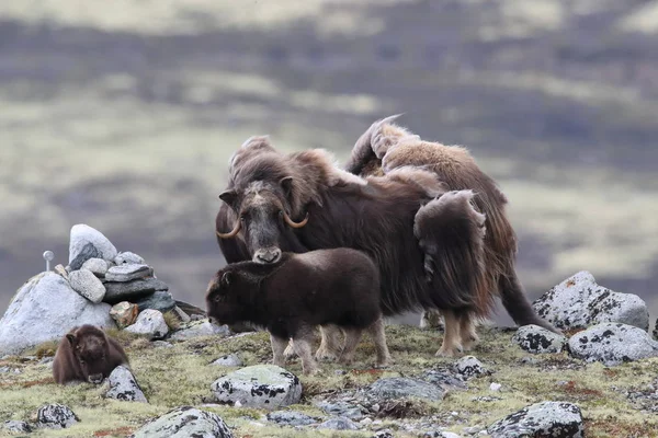 Мускокс в национальном парке Доврефьель, Норвегия — стоковое фото
