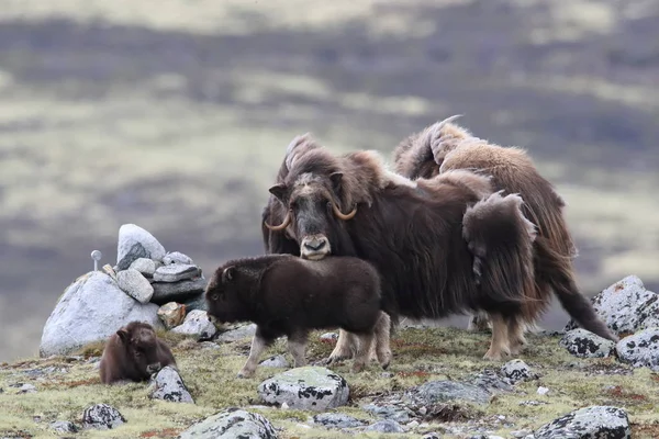 Muskox in Dovrefjell national park, Norway — Stockfoto