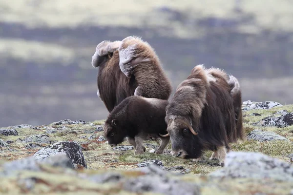 Muskox στο εθνικό πάρκο Dovrefjell, Νορβηγία — Φωτογραφία Αρχείου