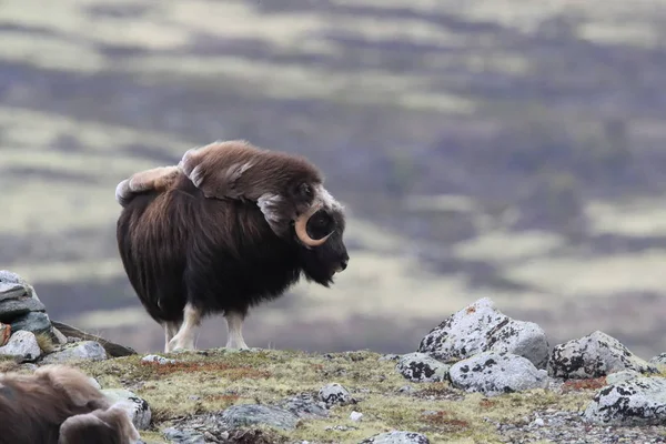 Muskox in Dovrefjell national park, Norway — 图库照片