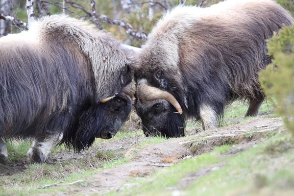 Muskox in Dovrefjell national park, Norway — 图库照片