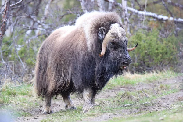 Muskox v Národním parku Dovrefjell, Norsko — Stock fotografie