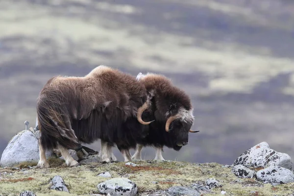 Muskox v Národním parku Dovrefjell, Norsko — Stock fotografie