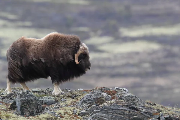 Muskox in Dovrefjell national park, Norway — 图库照片