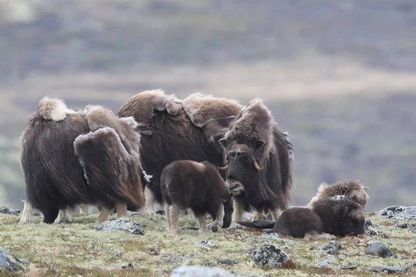 Muskox in Dovrefjell national park, Norway — 图库照片