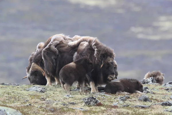 Muskox in Dovrefjell national park, Norway — 图库照片