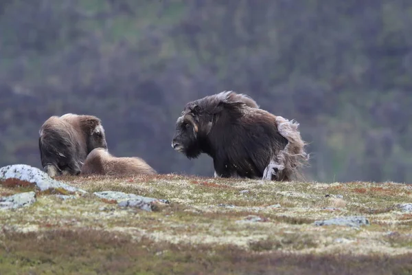 Muskox w Parku Narodowym Dovrefjell, Norwegia — Zdjęcie stockowe