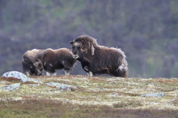 Muskox in Dovrefjell national park, Norway — 图库照片