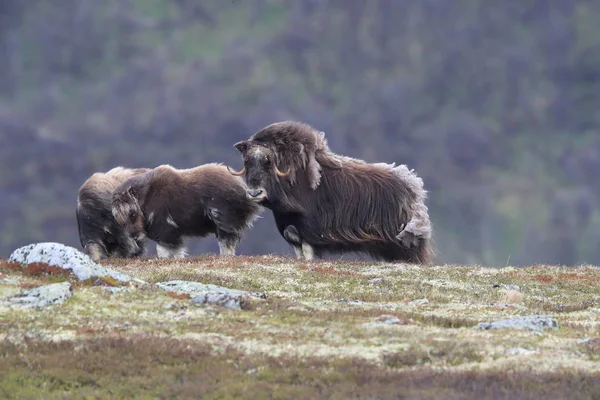 Muskox v Národním parku Dovrefjell, Norsko — Stock fotografie