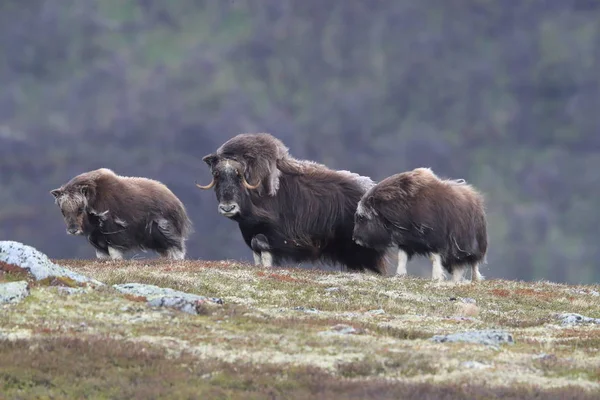 Muskox in Dovrefjell national park, Norway — 图库照片