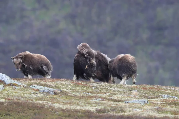 Boeuf musqué dans le parc national de Dovrefjell, Norvège — Photo