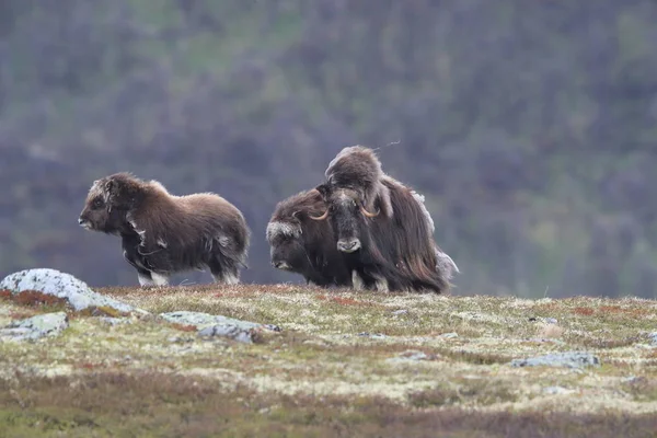 Muskox v Národním parku Dovrefjell, Norsko — Stock fotografie