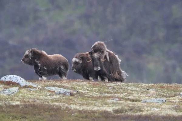 Muskox in Dovrefjell national park, Norway — ストック写真