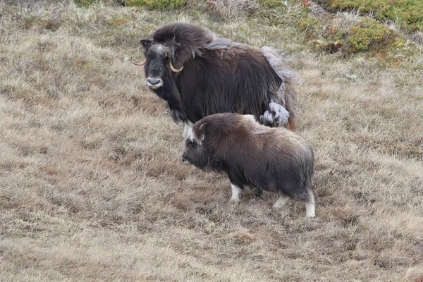 Muskox v Národním parku Dovrefjell, Norsko — Stock fotografie