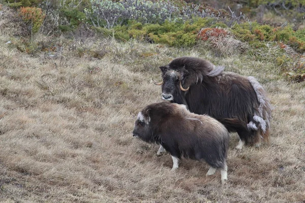 Muskox v Národním parku Dovrefjell, Norsko — Stock fotografie