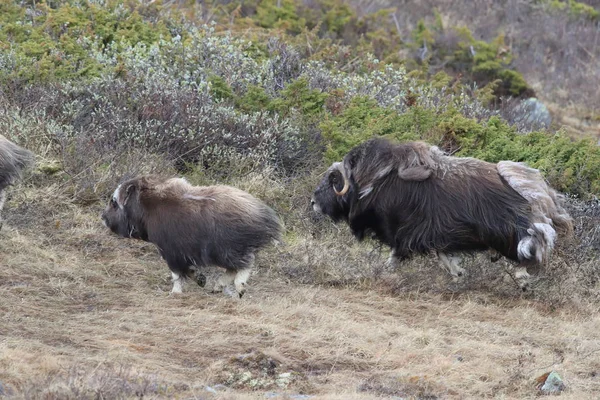 Boeuf musqué dans le parc national de Dovrefjell, Norvège — Photo