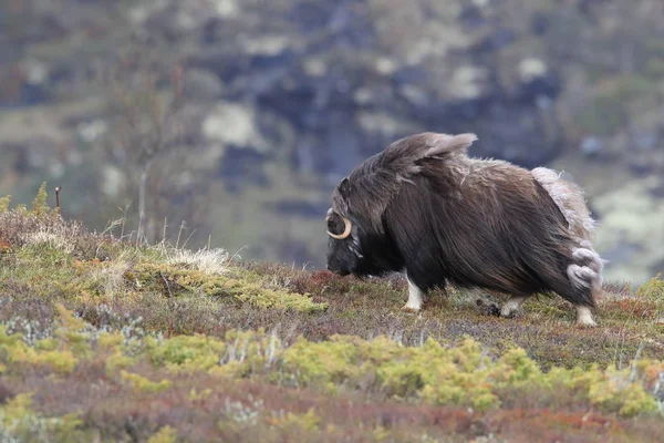 Muskox a Dovrefjell Nemzeti Parkban, Norvégia — Stock Fotó