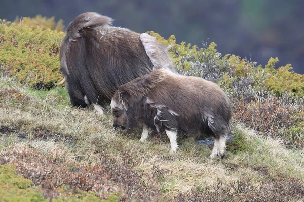 Muskox in Dovrefjell national park, Norway — 图库照片