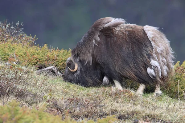 Muskox στο εθνικό πάρκο Dovrefjell, Νορβηγία — Φωτογραφία Αρχείου